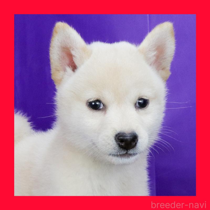 販売中の愛知県の柴犬-406787の1枚目